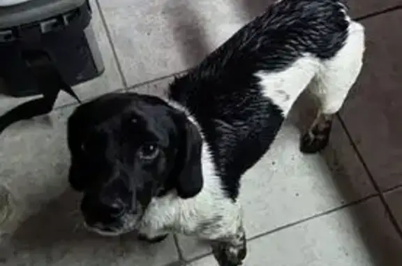 Найдена собака, Елизаветинская, фото: Собака найдена: Елизаветинская, Полевая 2/3