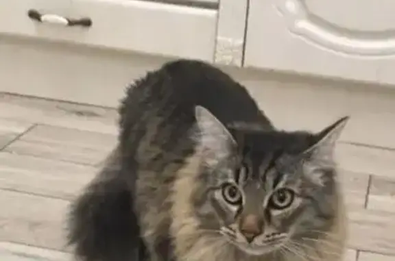 Кошки потеряшки, Долгопрудный, фото: Потеряшка кошка, Парковая 10А, Долгопрудный