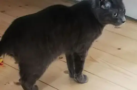 Найдена кошка, Селятино, фото: Котик найден у 