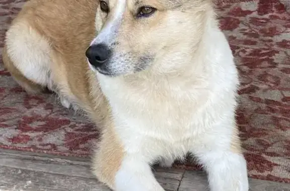 Собака найдена в Ноздрачевском сельсовете