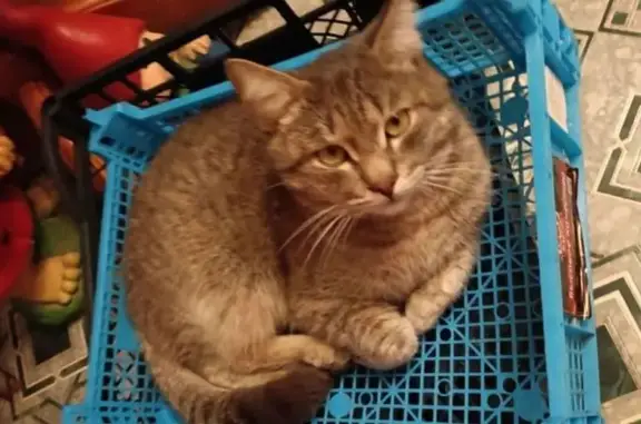 Кошки потеряшки, Саратов, фото: Потеряшка кошка на Нагорном проезде, 59