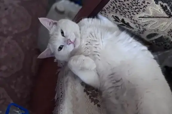 Пропала кошка, Ясногорск, Тульская обл.