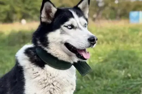 Найдена собака, , фото: Найдена собака, Лесная ул., Тамбовский лесхоз