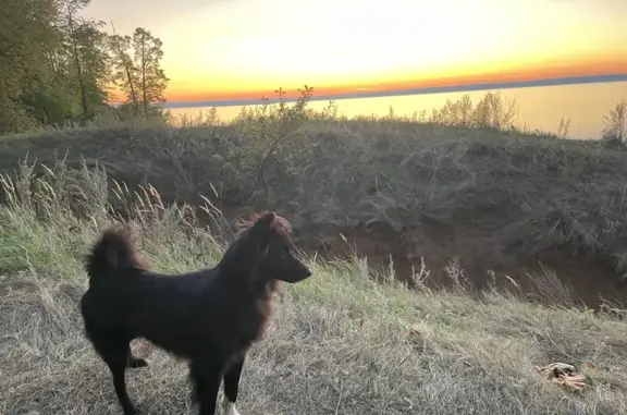 Собаки потеряшки, Ульяновск, фото: Потеряшка собака, Фестивальный бул., 17