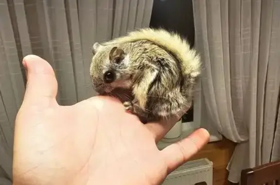 Японская летяга найдена в Птичном, Москва