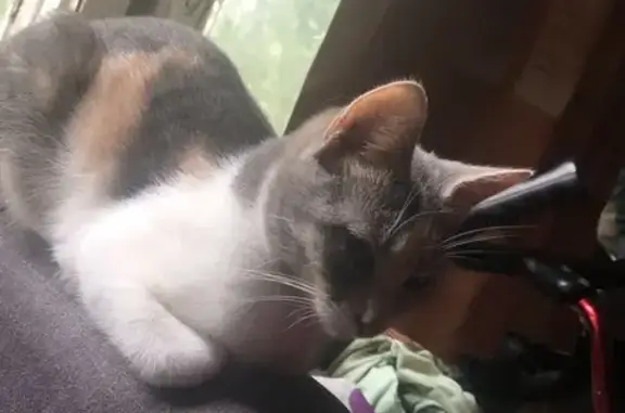 Найдена кошка, Санкт-Петербург, фото: Кошка найдена: пр. Солидарности, СПб