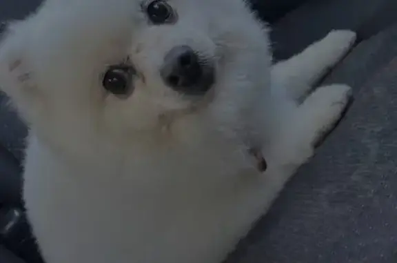 Собаки потеряшки, , фото: Потеряшка собака в районе Новая Тура, Казань