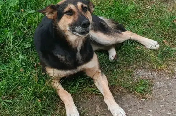 Собака найдена: пр. Ленина, 33 к1, Чебоксары