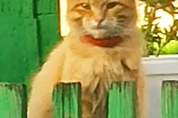 Кошка найдена, Кемерово, Кемеровская обл.