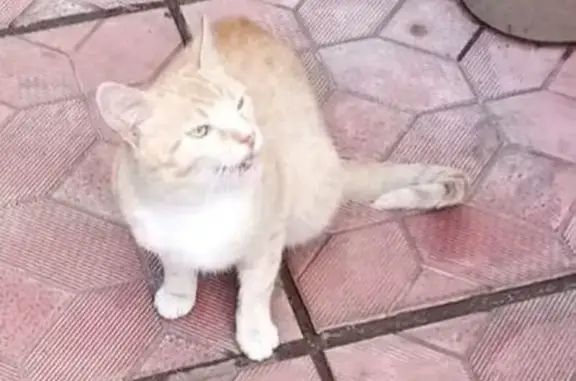 Найдена кошка, Королёв, фото: Рыжая кошка найдена на Речной, 33, Королёв