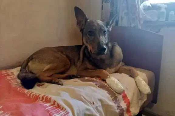 Собаки потеряшки, , фото: Потеряшка собака на Шоссейной, 4, Кужорская