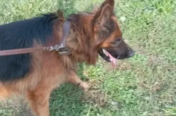 Найдена собака, , фото: Овчарка найдена в Малой Елге, Татарстан