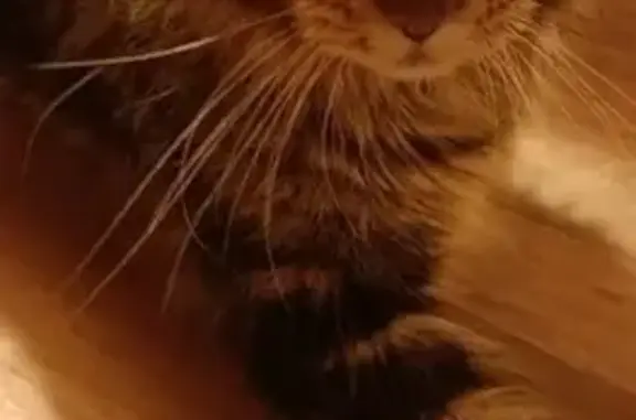 Пропал мейн-кун на ул. 50 лет Комсомола, 23