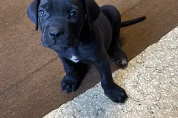 Собаки потеряшки, Каменоломни, фото: Потеряшка собака, Шинкоренко 2, Каменоломни