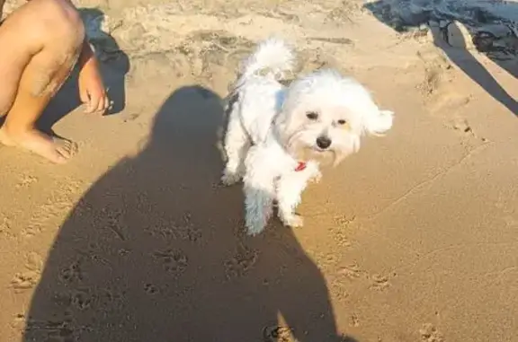 Пропала собака в Тапхар, Бурятия