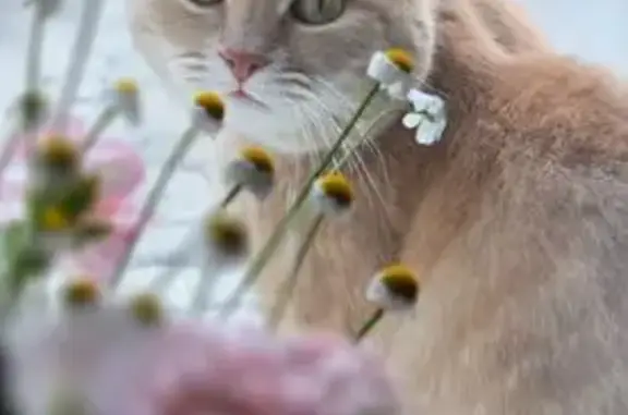 Кошки потеряшки, Ростов-на-Дону, фото: Потеряшка кошка, 5-я линия, 3, Ростов-на-Дону