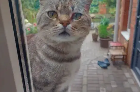 Кошка найдена: Ростов-на-Дону, Ростовская обл.