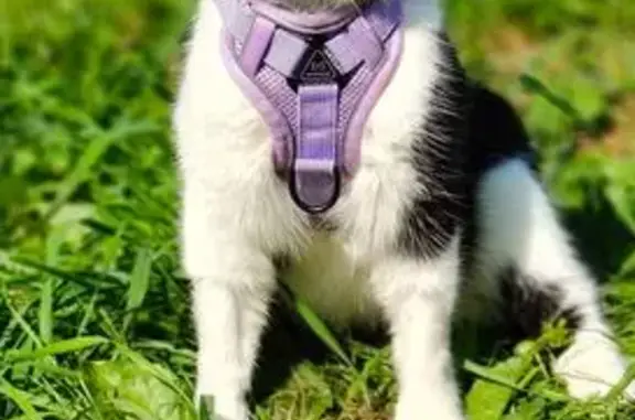 Кошки потеряшки, Кострома, фото: Потеряшка кот, 1-й Речной проезд, 16