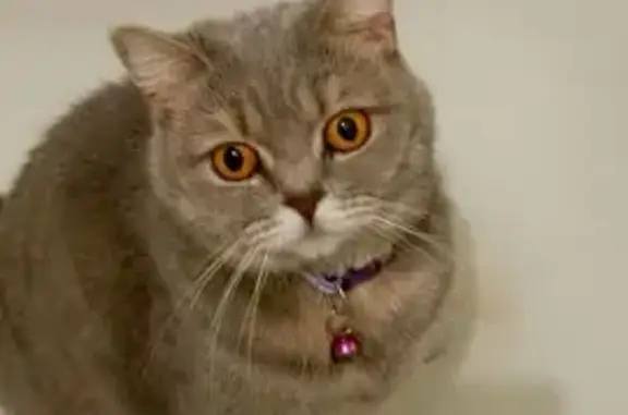 Кошки потеряшки, Екатеринбург, фото: Потеряшка британская кошка, Расточная 15/2