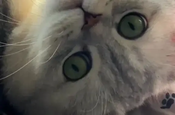 Кошки потеряшки, , фото: Потеряшка кошка, ул. Баранова, 83, Ижевск