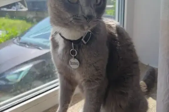 Пропала кошка, Дивенский, Ленобласть