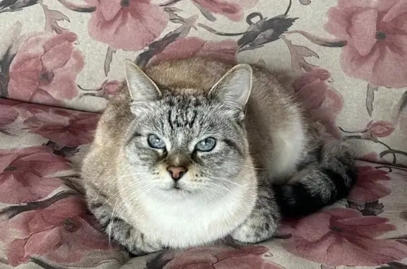 Найдена кошка, , фото: Кошка найдена в Улитино, 46Н-08269