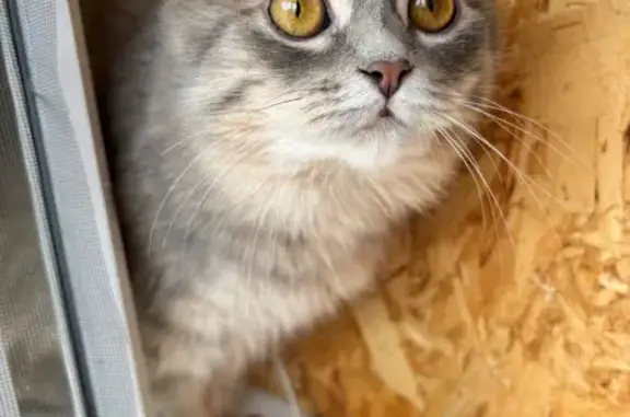 Пропала кошка на ул. Новосёлов, 26