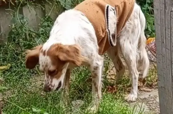 Найдена собака, Обнинск, фото: Собака найдена: пр. Ленина, 46/1, Обнинск