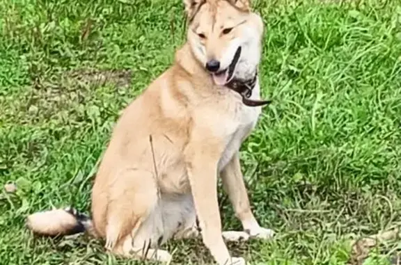 Лайка найдена на Северной улице