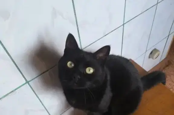 Кошки потеряшки, Клинцы, фото: Потеряшка кошка на Ворошилова, 58, Клинцы