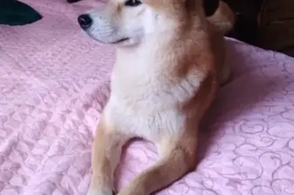 Собаки потеряшки, Московская область, фото: Потеряшка сиба-ину в Ступино, МО