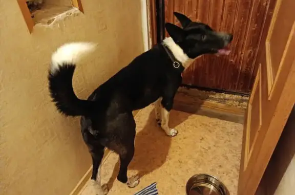 Найдена собака, Санкт-Петербург, фото: Найдена собака, Краснопутиловская 78