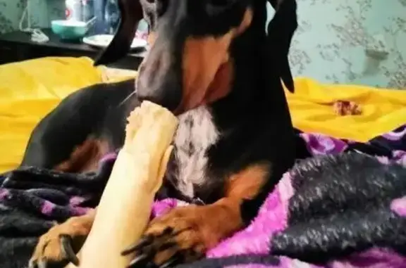 Пропала собака, ул. Сухова 6А, Выборг