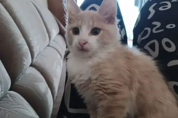 Пропала кошка, Петербургское шоссе, 80