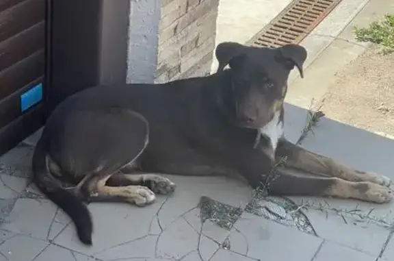 Найдена собака, Ростов-на-Дону, фото: Собака найдена: 4-й Стимульный пер., 4