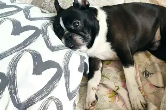 Пропала собака, ул. Энтузиастов, Кипрево