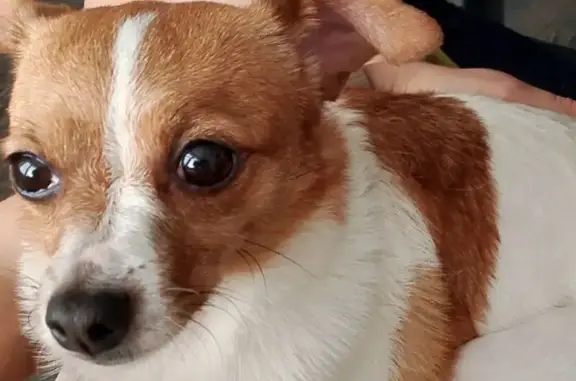 Найдена собака на Дыбенко, 27Б, Самара