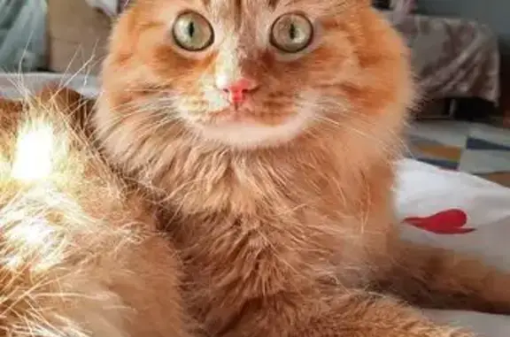 Кошки потеряшки, Красноярск, фото: Потеряшка кошка, ул. 40 лет Победы, 12