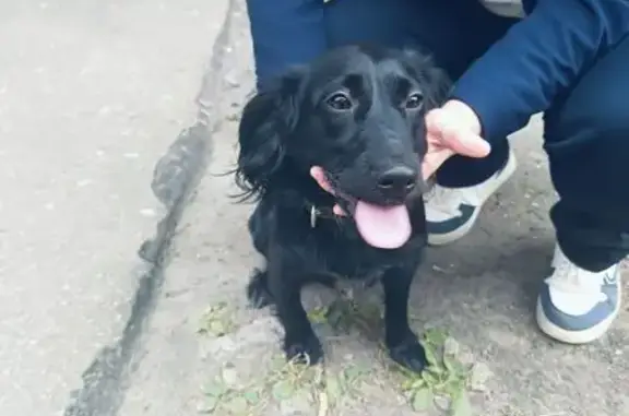 Собака найдена у Спара, Дьяконова 10А