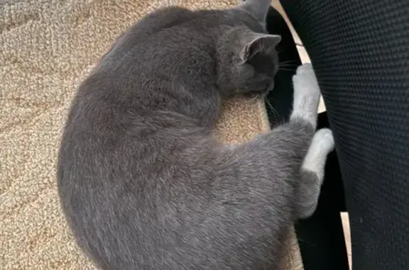 Кошка найдена: Брянский Пост, 10, Москва