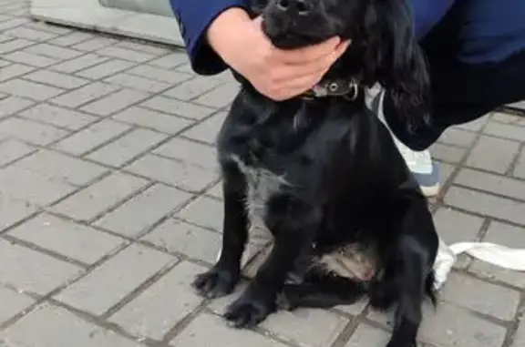 Спаниэлька найдена у ТЦ Спар, Дьяконова