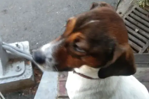 Найдена собака, , фото: Собака найдена на Светлой улице, Качинск