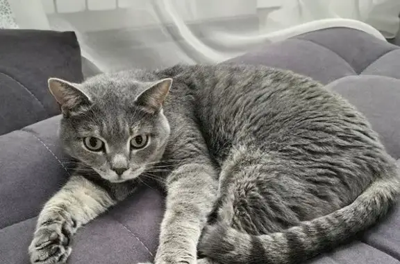 Пропала кошка в Мамонах, Иркутская обл.