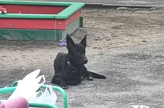 Собака найдена на 40-летия Победы, 37/1