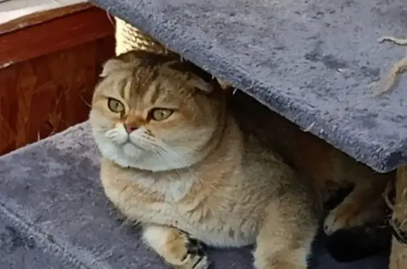 Кошка найдена в Ступино, МО