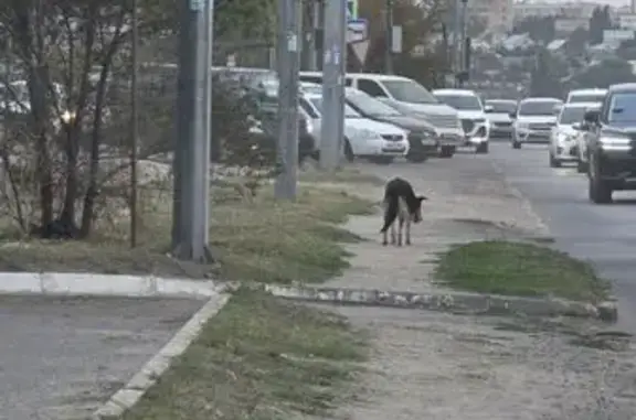 Собака найдена: Череповецкая 21А, Волгоград