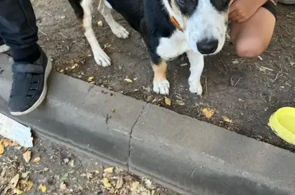 Собака найдена: ул. Грамши, 74, Воронеж