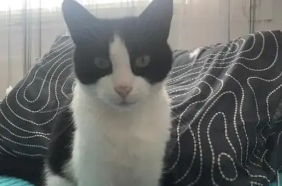 Кошки потеряшки, Костомукша, фото: Потеряшка кошка, пр. Горняков, 2Г, Костомукша