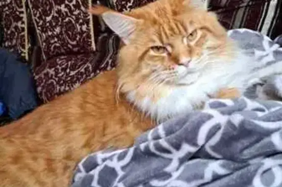 Объявления о пропавших и найденных животных, Владикавказ, фото: Пропала кошка, ул. Цоколаева, Владикавказ