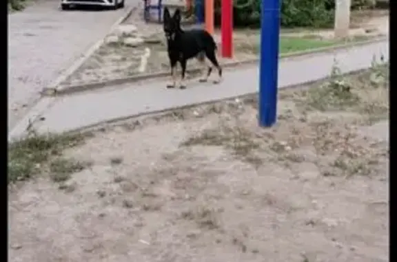 Собака найдена: Моздокская 7, Астрахань